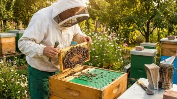 How to Maintain Genetic Diversity in Queenless Bee Colonies: Practical Strategies for Small Apiaries