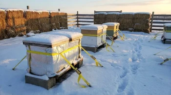 How to Secure Beehives in Winter: Tie-Down Straps as a Lifeline for Colonies