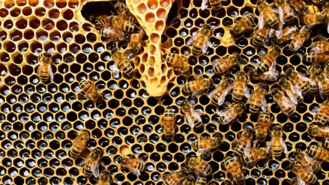 How to Achieve 80% Larval Grafting Success: A Beekeeper’s Step-by-Step Guide
