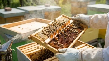 How to Rearrange Brood Boxes Without Sacrificing Queen Cell Viability