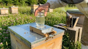 How to Ensure New Beehive Survival: Feeding Strategies and Colony Milestones
