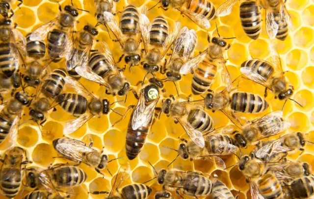 Dominio de la cría de reinas: Guía del apicultor para una producción fiable