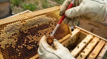 Come Migliorare il Successo nell'Allevamento delle Regine: Tecniche di Innesto Biologicamente Ottimizzate