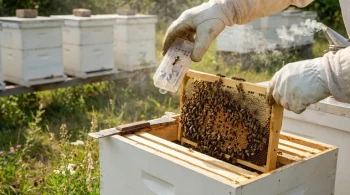 How Queen Management Dictates Success in Colony Splitting: A Beekeeper’s Guide