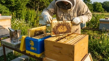 How to Successfully Requeen Hives Using the 5-Frame Nuc Method: A Beekeeper’s Guide