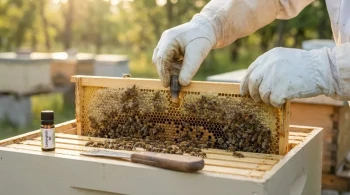 How to Replace Queen Cells in Nucleus Hives Without Triggering Bee Drifting