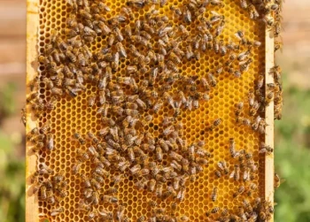 Come gli alveari Nucleus risolvono le sfide della cattura degli sciami durante la carenza di attrezzature