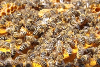 Come scegliere i guanti da apicoltura in grado di bilanciare protezione e precisione