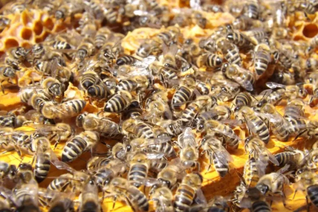 How to Choose Beekeeping Gloves That Balance Protection and Precision