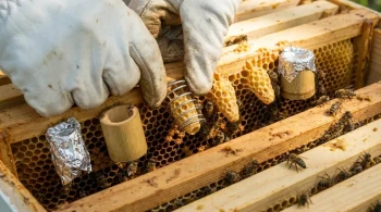 How to Protect Queen Cells: A Beekeeper’s Guide to Reliable Methods