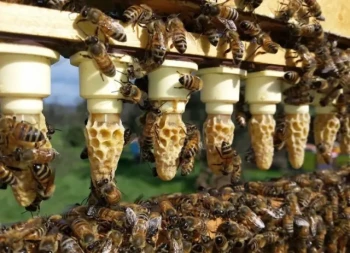 How Jenter and Nicot Systems Revolutionize Queen Rearing Efficiency