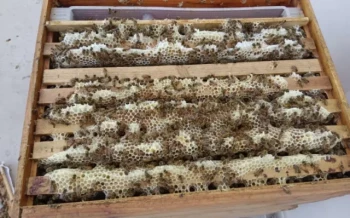 Graft-Free Queen Rearing: Jenter vs. Nicot Systems Compared