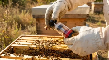 How Queen Clip Catchers Protect Your Hive During Beekeeping Interventions