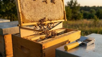 How to Harvest Honey Humanely Using Escape Boards: A Beekeeper’s Guide
