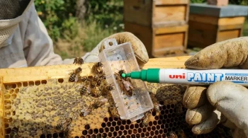 How Queen Bee Marking Transforms Hive Management: A Beekeeper's Guide