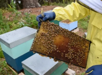 Come introdurre con successo le cellule della regina negli alveari: Guida per l'apicoltore