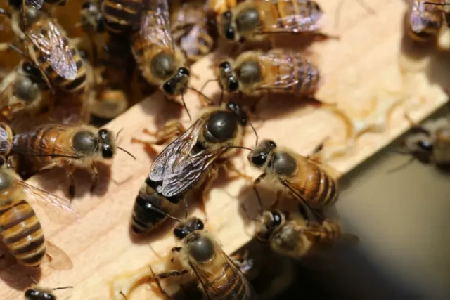 How Honey Frames Naturally Manage Queen Bees Without Compromising Colony Health