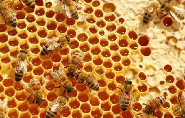 ハンドヘルド式女王蜂マーキングケージが養蜂の効率とミツバチの福祉に革命を起こすまで
