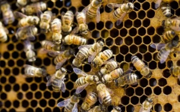 Come marcare le api regine senza stressare la colonia: Tecniche di precisione per apicoltori