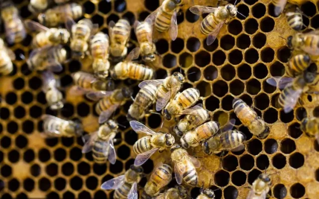 How to Mark Queen Bees Without Stressing Your Colony: Precision Techniques for Beekeepers