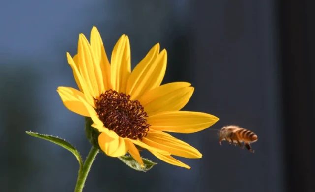 How Beekeepers Can Maximize Queen-Rearing Success with the JZBZ System