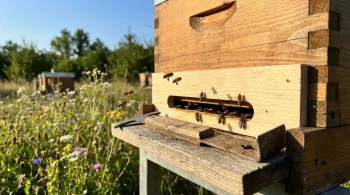 How Oblong Holes in Hive Entrance Reducers Improve Security and Efficiency
