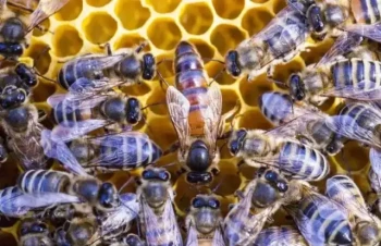 How to Mark Queen Bees Safely: A Beekeeper’s Guide to Hive Health