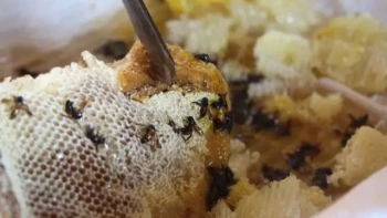 How to Strain Honey Like a Pro: Science-Backed Methods for Maximum Purity