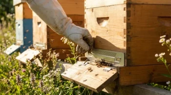 Optimizing Beehive Entrance Discs: When Freedom Boosts Hive Performance