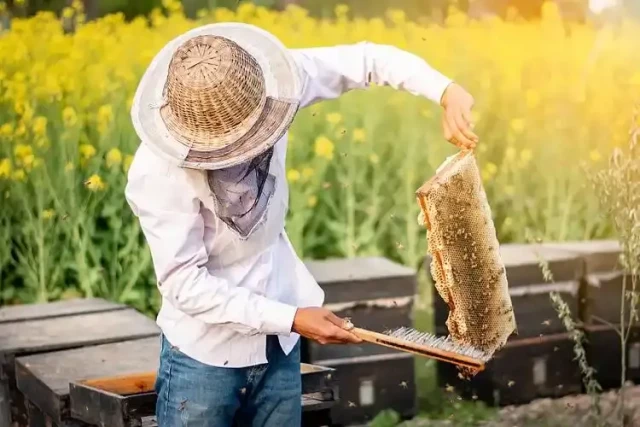 Ethical Honey Harvesting: Essential Tools and Techniques for Beekeepers