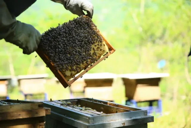 Hot Knife vs. Heat Gun: How Beekeepers Can Optimize Uncapping Efficiency