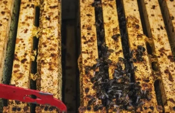 Come raccogliere in modo sicuro la propoli senza stressare l'alveare