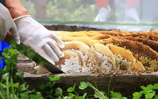How to Scale Honey Supers Strategically: A Beginner’s Timing and Capacity Guide