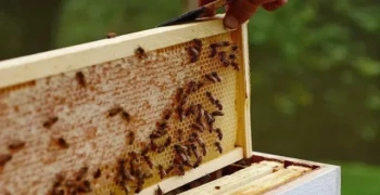 Rivoluzionate la vostra produzione di telai per alveari con la macchina HonestBee per la formatura di barre superiori e inferiori personalizzate