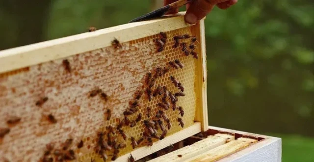 使用 HonestBee 定制顶杆和底杆成型机，彻底改变蜂箱框架生产方式