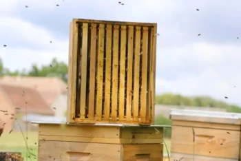 Sbloccate il massimo dell'efficienza: La macchina per telaini d'api HONESTBEE per un assemblaggio impeccabile dei telaini