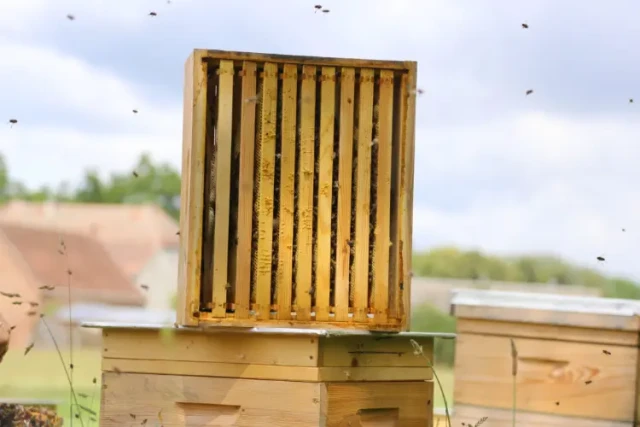 Unlock Peak Efficiency: The HONESTBEE Bee Frame Machine for Flawless Frame Assembly