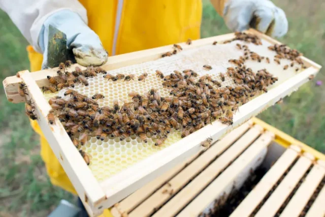 实现自给自足：HONESTBEE 半自动蜂框机--您的一体化车间解决方案