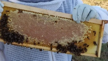 Come produrre telai per api in fabbrica: La guida definitiva alla produzione di grandi volumi con le macchine per telaini d'api HONESTBEE
