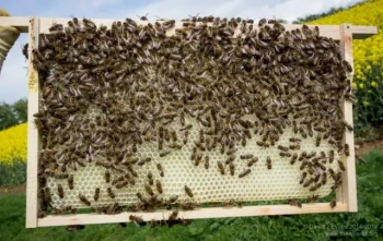 Scalare l'apicoltura:Come una macchina per telaini d'api HonestBee alimenta la crescita
