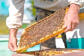 Oltre gli aggiornamenti standard:Soluzioni su misura di HonestBee per modernizzare la produzione di telaini e alveari