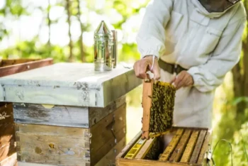 How to Optimize Your Bee Smoker for Safer, More Efficient Beekeeping