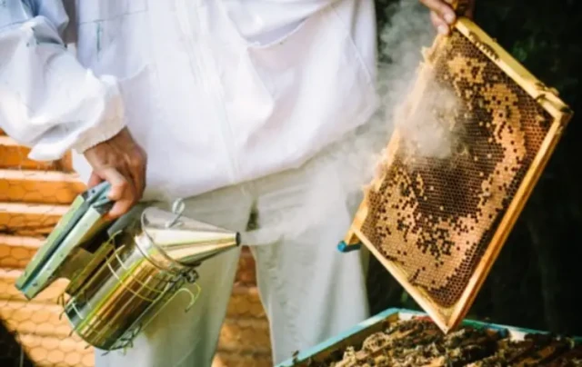 How to Use a Bee Smoker Safely: Calming Hives Without Harm