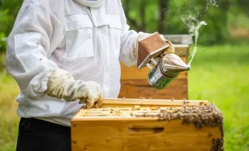 How to Use a Bee Smoker Effectively Without Harming Your Hive