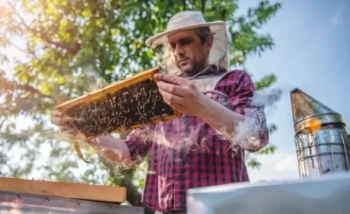 How to Choose the Right Bee Smoker: Functional Design vs. Beekeeping Needs