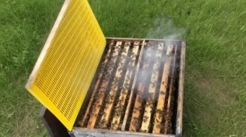 Materialwahl für Königinnengitter: Für gesündere Völker und höhere Erträge