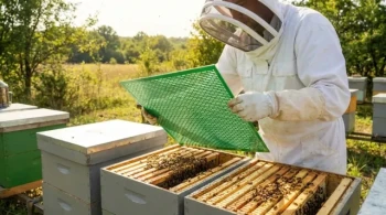 Queen Excluders: Strategic Tool or Barrier to Natural Beekeeping?
