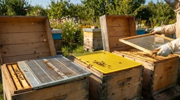 So wählen Sie den richtigen Königinnenaussperrer für Ihren Imkereierfolg