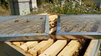 Verzinkte vs. Edelstahl-Königinnengitter: Ein Leitfaden für Imker zu Kosten, Haltbarkeit und Bienenstockgesundheit