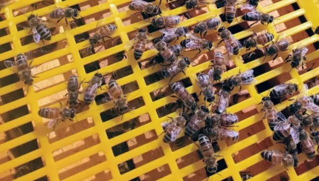 Why Plastic Queen Excluders Outperform Metal and Wood: Science, Savings, and Hive Protection